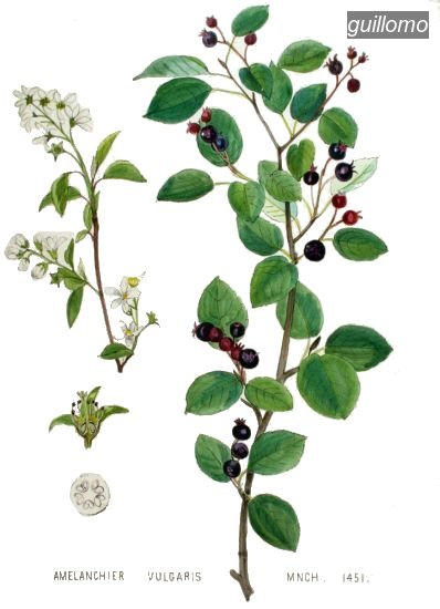 guillomo4