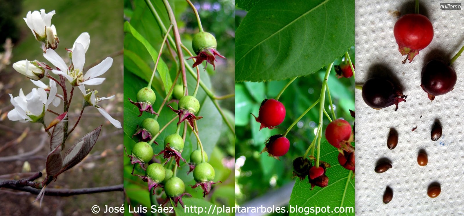 Guillomo Amelanchier ovalis
