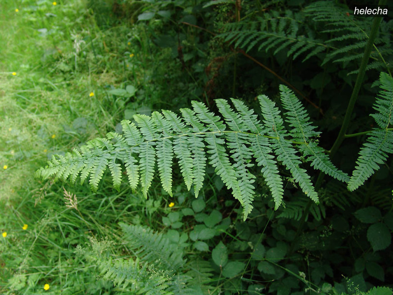 helecha pteridium aquilinum2 helecha pteridium aquilinum2