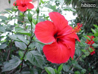 hibisco0