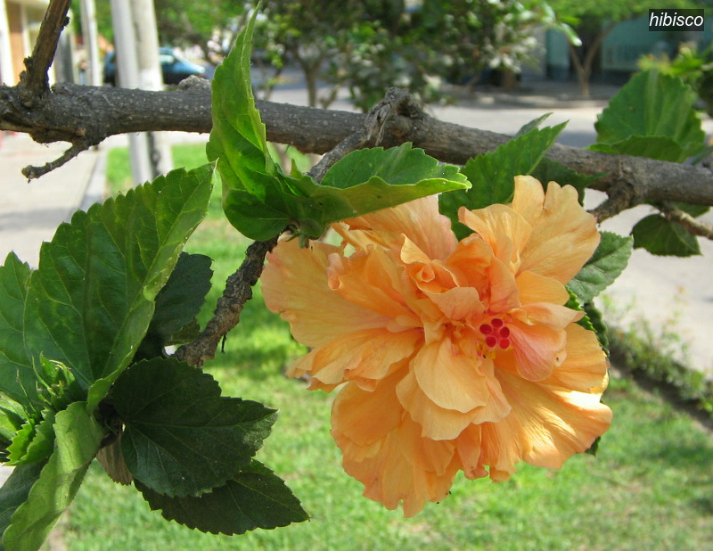 hibisco1