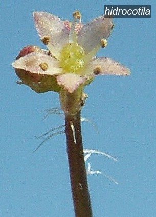 hidrocotila3