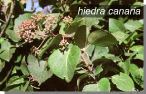 hiedra canaria0 hiedra canaria0