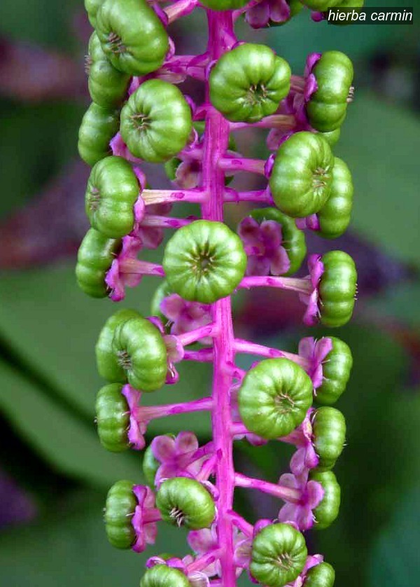 hierba carmin Phytolacca americana