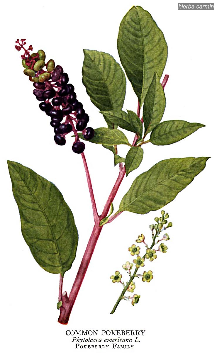 hierba carmin Phitolacca americana
