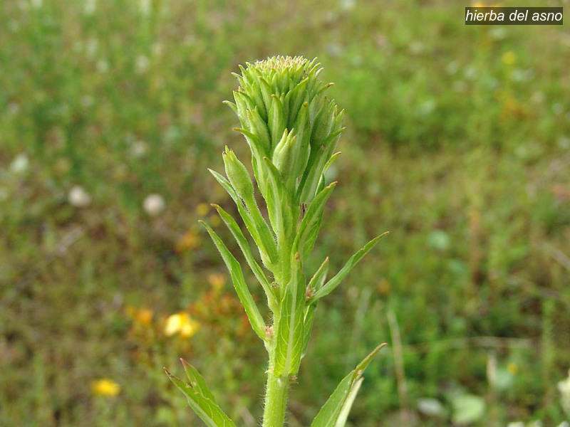 hierba del asno oenothera biennis middelste teunisbloem 03701 hierba del asno oenothera biennis middelste teunisbloem 03701