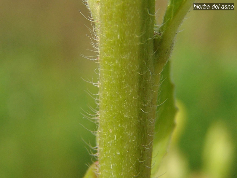 hierba del asno oenothera biennis middelste teunisbloem 03707 hierba del asno oenothera biennis middelste teunisbloem 03707