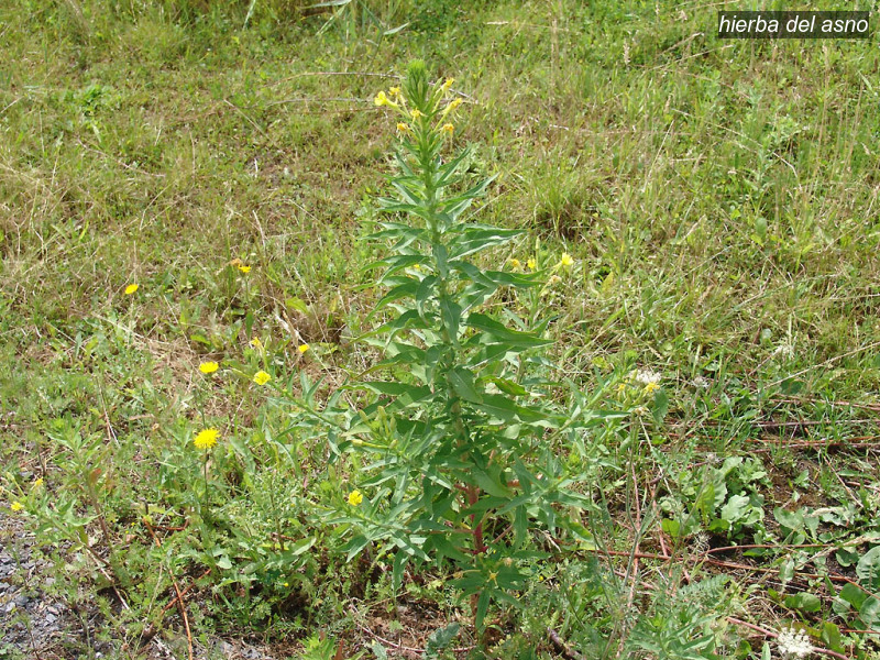 hierba del asno oenothera biennis middelste teunisbloem 08890 hierba del asno oenothera biennis middelste teunisbloem 08890
