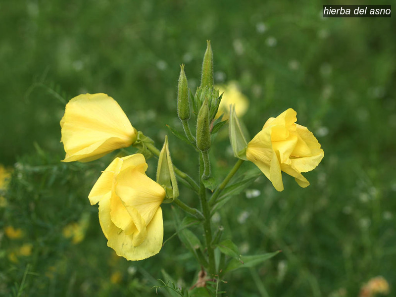 hierba del asno oenothera biennis middelste teunisbloem 3668 hierba del asno oenothera biennis middelste teunisbloem 3668