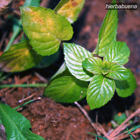 hierbabuena1