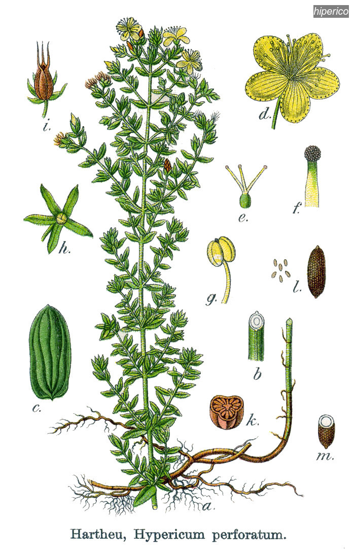 hiperico1