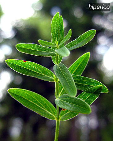 hiperico2
