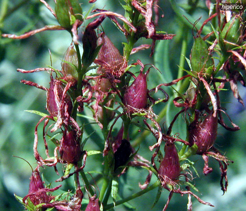 hiperico3