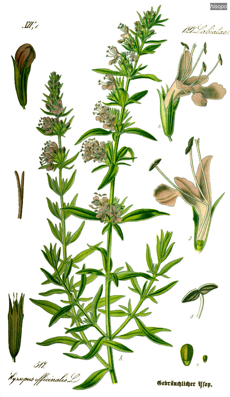 hisopo0