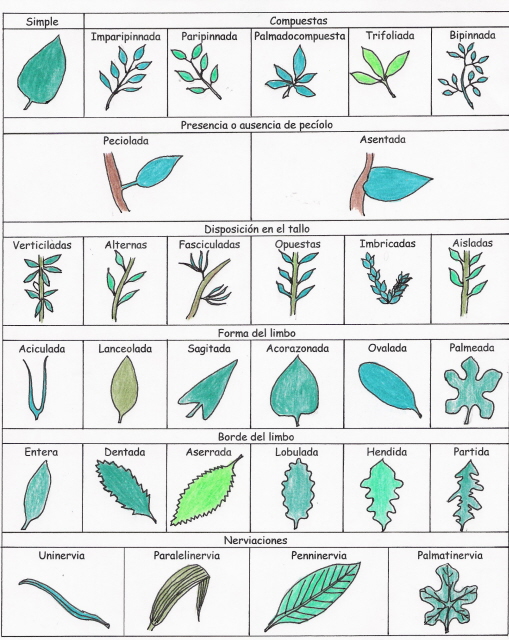 identificacion de plantas0