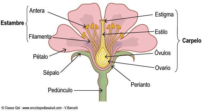 identificacion de plantas4