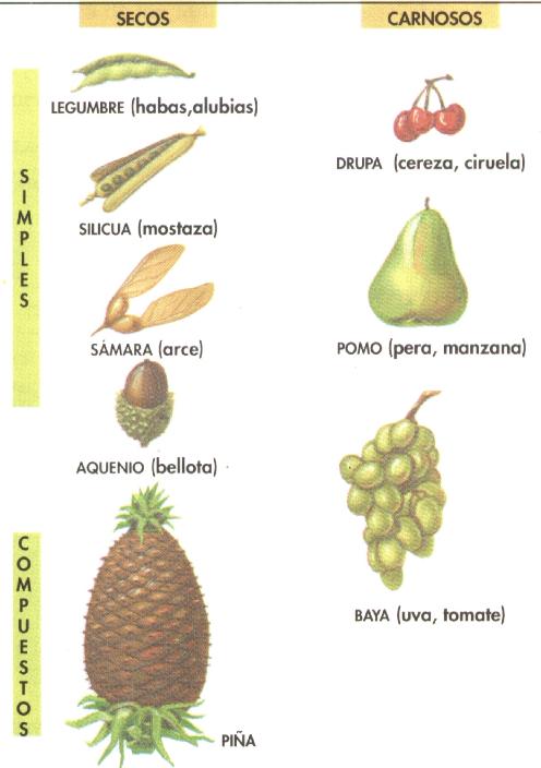 identificacion de plantas5
