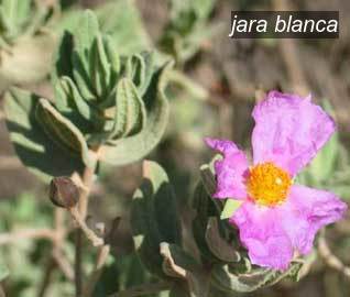 jara blanca0 jara blanca0