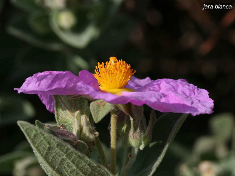 jara blanca cistus albidus 6348 jara blanca cistus albidus 6348