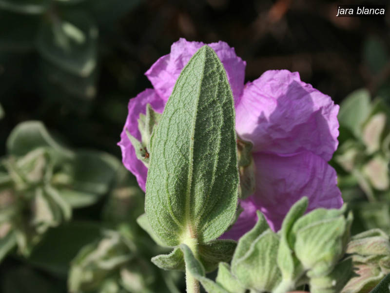 jara blanca cistus albidus 6350 jara blanca cistus albidus 6350