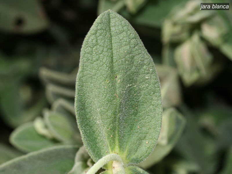 jara blanca cistus albidus 6352 jara blanca cistus albidus 6352
