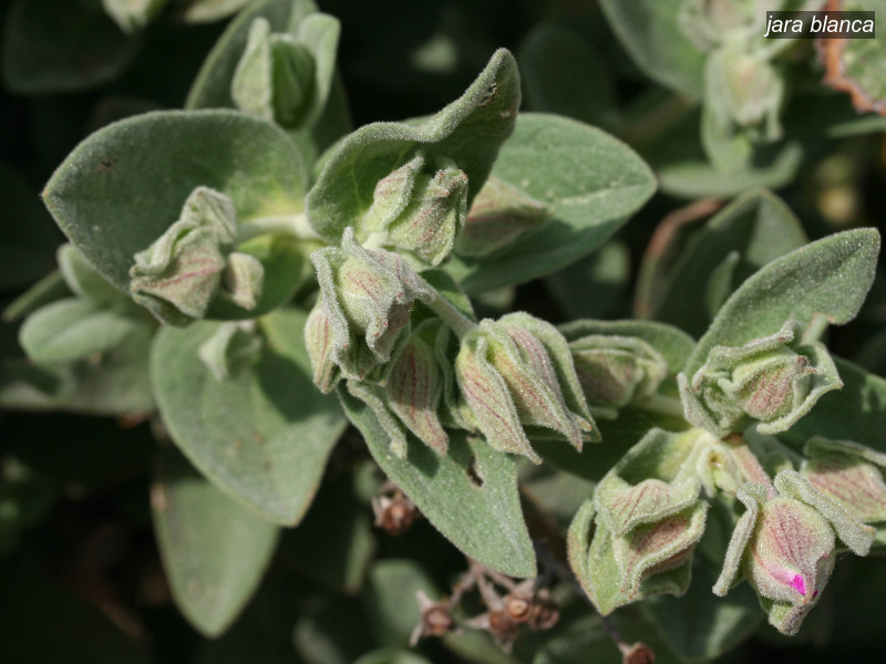 jara blanca cistus albidus 6353 jara blanca cistus albidus 6353