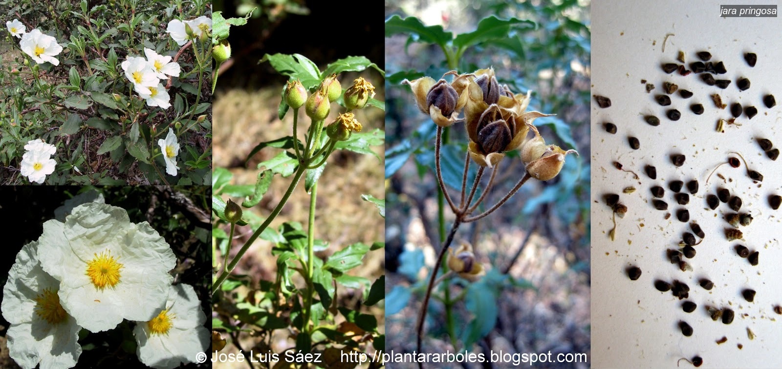 Jara Pringosa Cistus ladanifer Jara Pringosa Cistus ladanifer