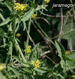 jaramago0