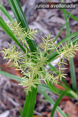 juncia avellanada2