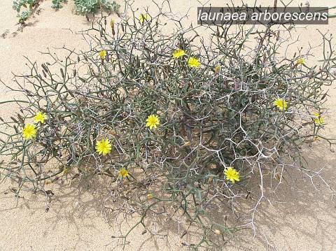 launaea arborescens0