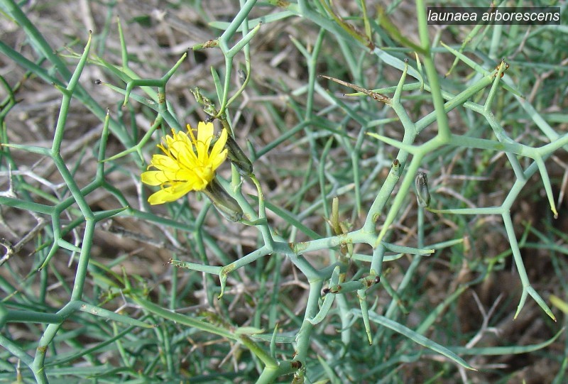 launaea arborescens1