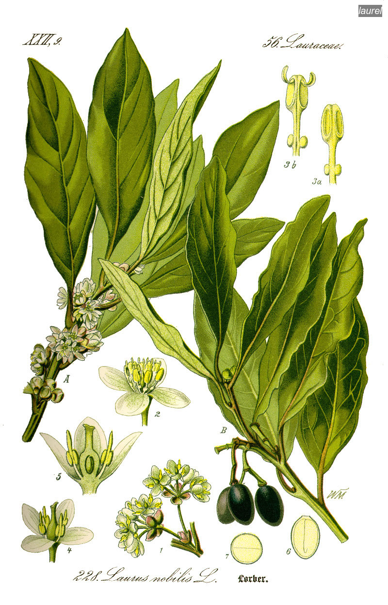 laurel nobilis0 laurel nobilis0