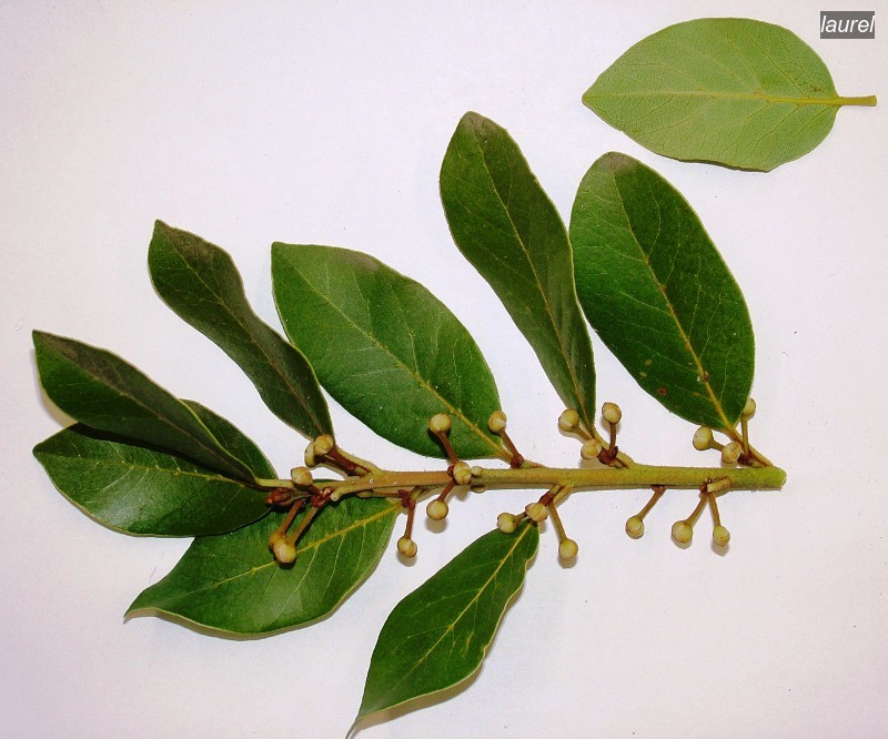 laurel nobilis1 laurel nobilis1