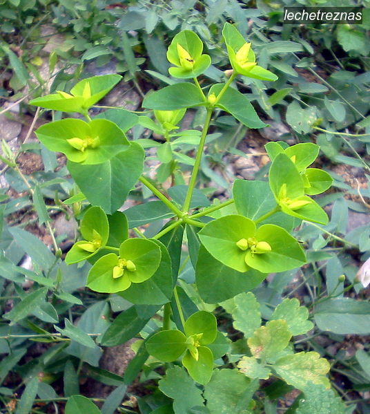 lechetreznas euphorbia amygdaloides