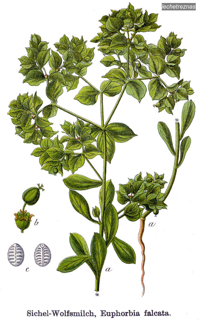 lechetreznas euphorbia falcata