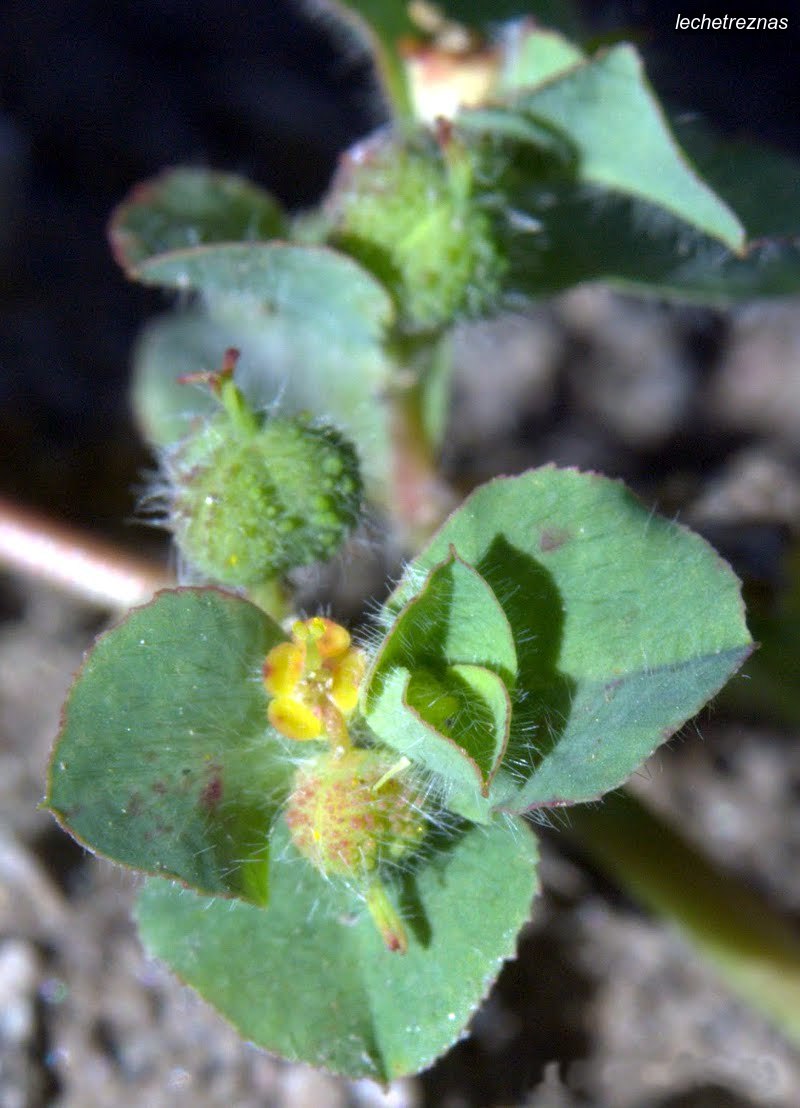 lechetreznas euphorbia hirsuta