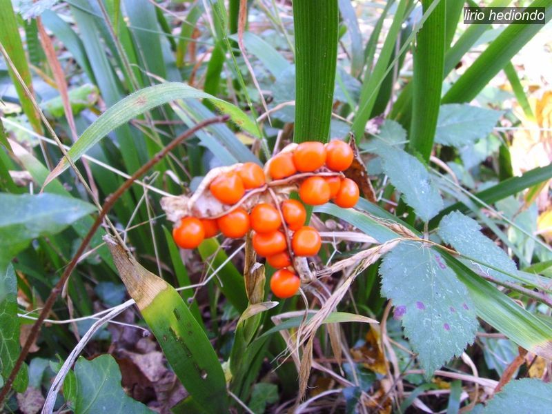 lirio hediondo1