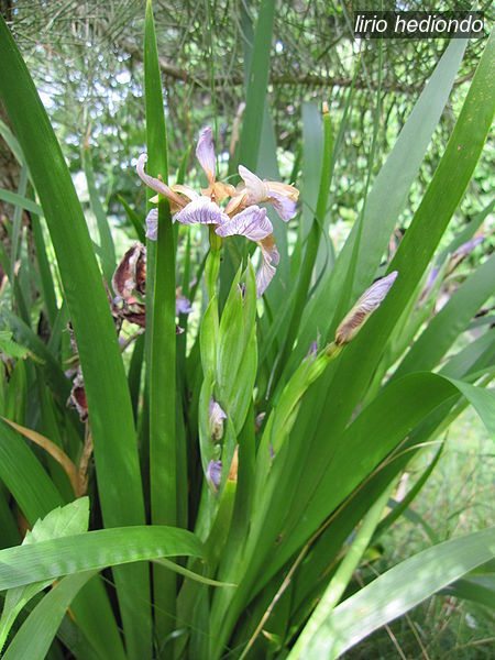 lirio hediondo2