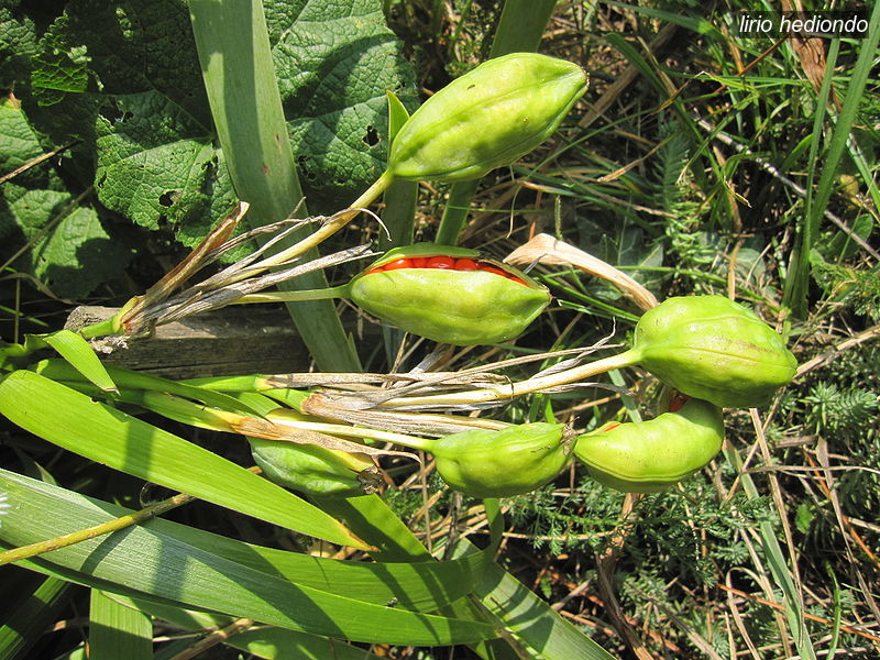 lirio hediondo3