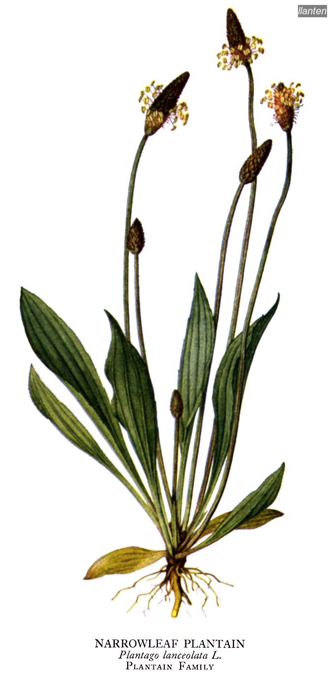 llanten plantago lanceolata llanten plantago lanceolata