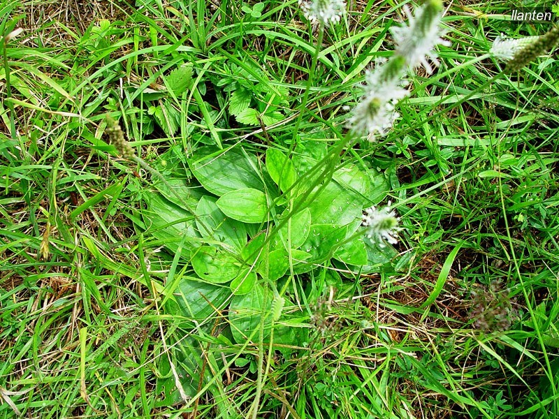 llanten plantago media3 llanten plantago media3
