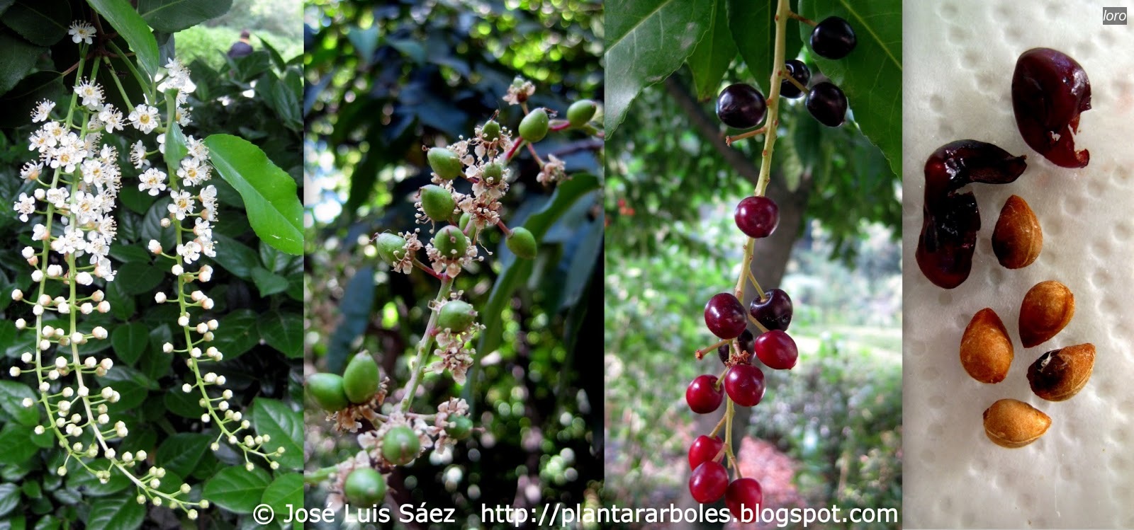 Loro Prunus lusitanica
