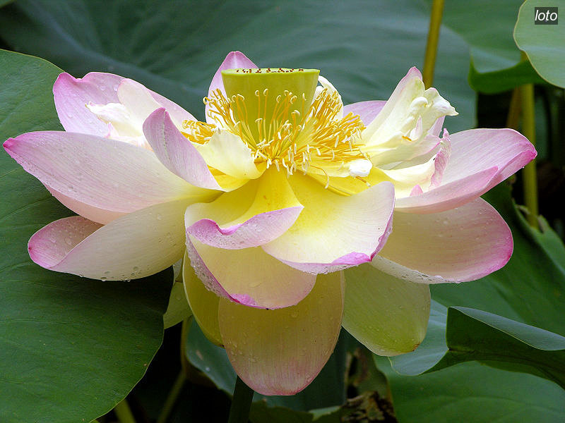 loto nucifera1 loto nucifera1