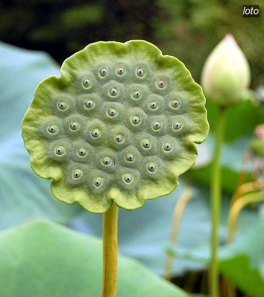 loto nucifera2 loto nucifera2