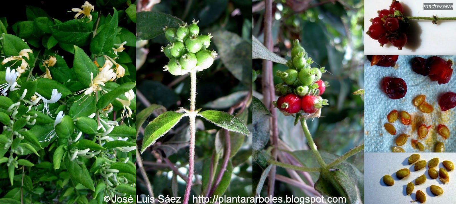 madreselva lonicera periclymenum madreselva lonicera periclymenum