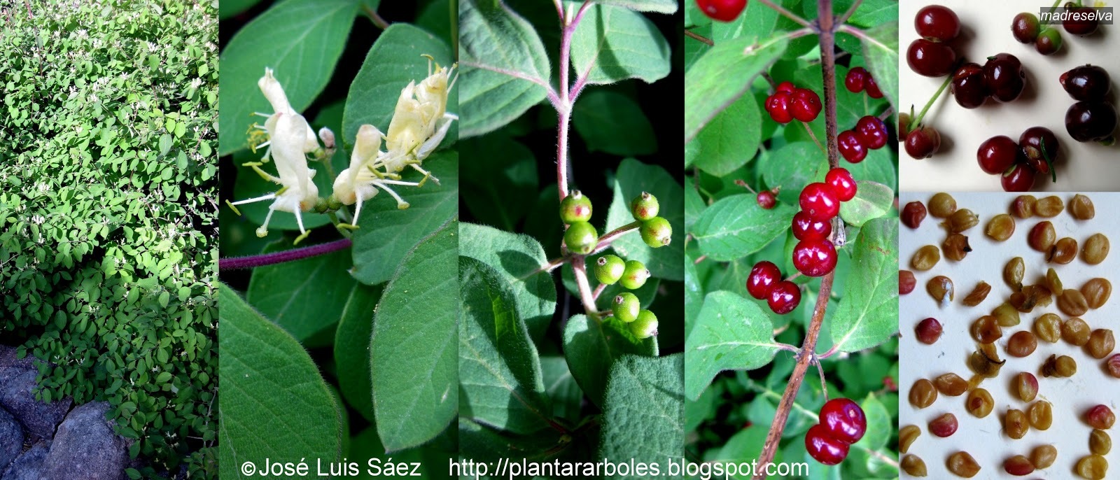 madreselva lonicera xylosteum madreselva lonicera xylosteum