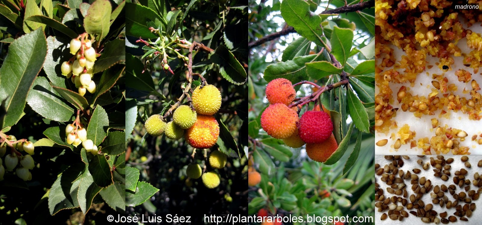 Madrono Arbutus unedo