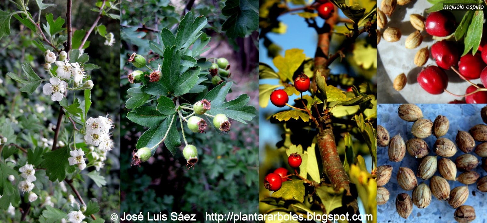 Majuelo Espino Albar Crataegus monogyna Majuelo Espino Albar Crataegus monogyna