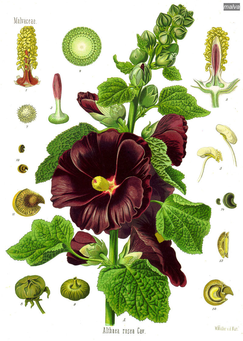 malva0