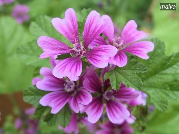 malva9